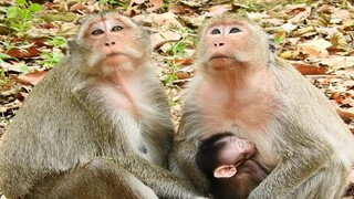 Best​ ​Monkey Best Look After Her Baby, Monkey Jill Give Milk​ ​To Baby Jason​ Full Option