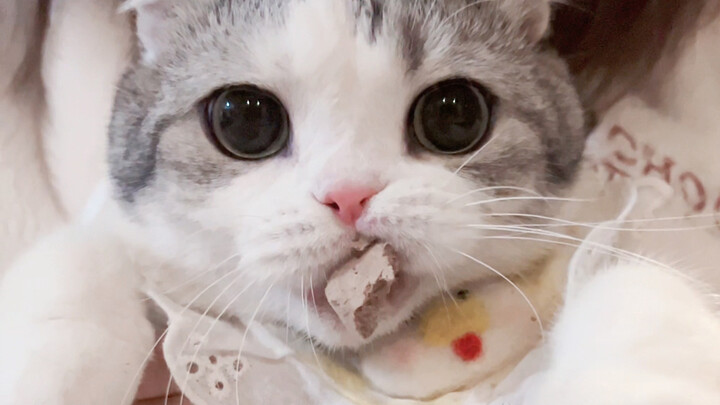 The little cat has done nothing but mischief!