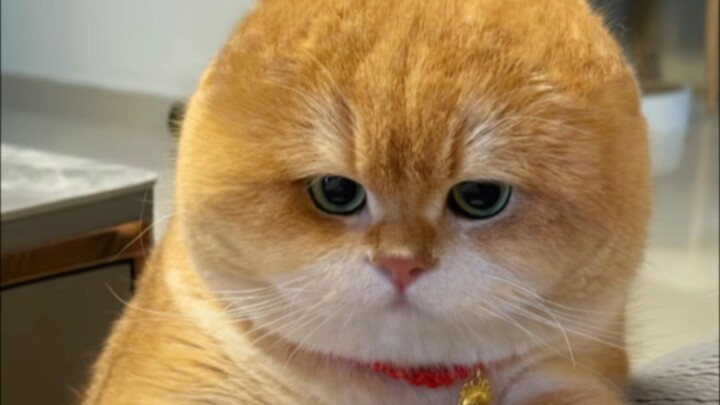 Ini kan gak mungkin anak kucing yang lahir dari anjing laut, mana telinganya?