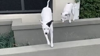 When your dog is a stubborn...