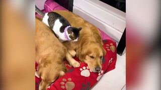Khi bạn nuôi cả chó và mèo (P2) | MYPET