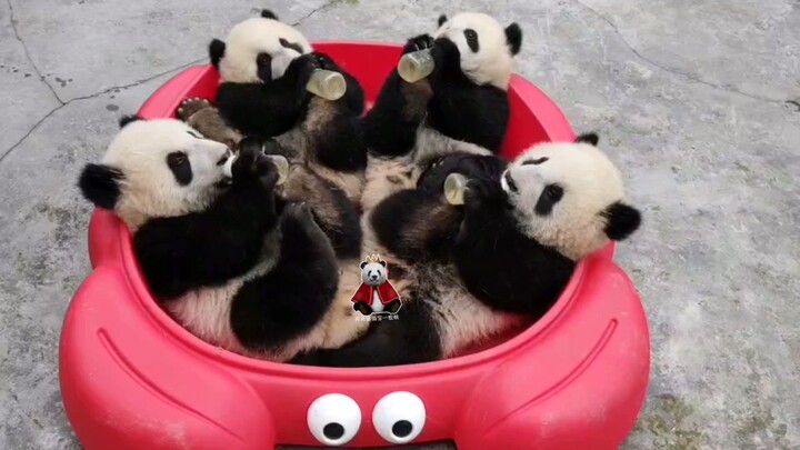 【Si Xi Wan Zi】Mengejutkan! Panda di bawah umur melakukan kekerasan terhadap kepiting dan berkumpul u