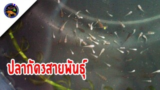 ย้ายลูกปลากัด3สายพันธุ์ลงขุนเพื่ออัพไซต์ในกะละมังใบเดียวสไตล์korattv