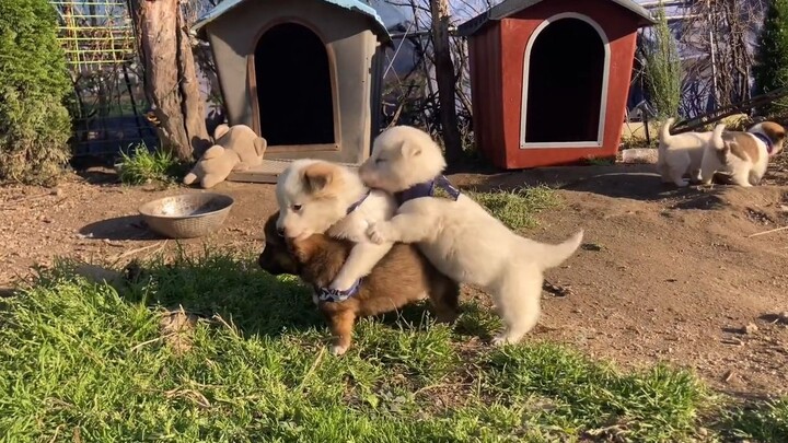 A pack of cute puppies is playing in the yard—I could hang out here all day.