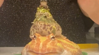 Pile frogs up