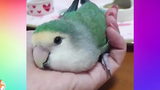 Cute Parrots Doing Funny Things Cutest Parrots In The World
