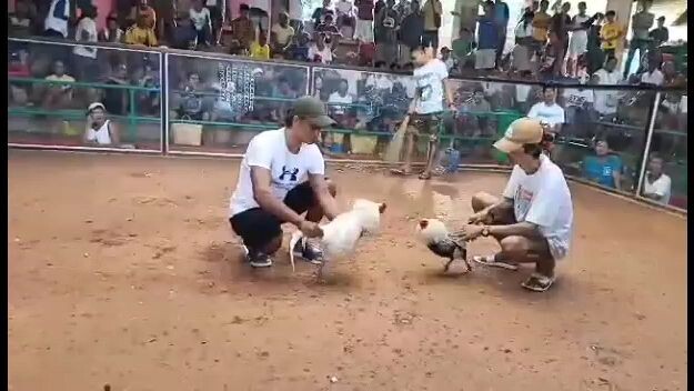 White Kelso(Win) Mambulao Cockpit Jose Panganiban