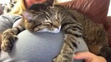 Adorable Cat Who Can’t Wait To Meet Their Baby Human Friends - Cute Kitten Videos