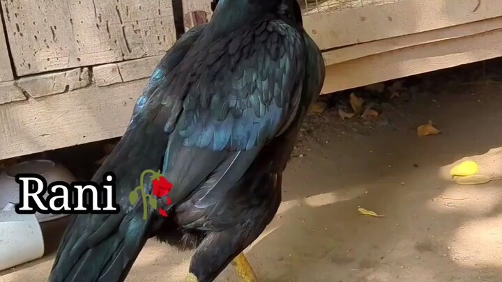Shok MashaAllah 💕💯