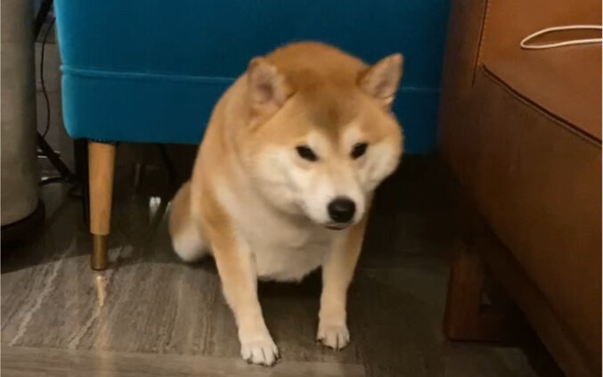 我高启强一生要强