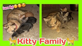 🐈Kitty Family🐈  #Lucubgt