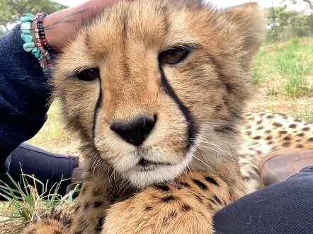 The Cheetah’s “People-Pleasing Personality”