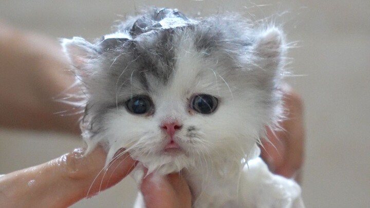 The kitten took a bath for the first time and forgot to retract its tongue.