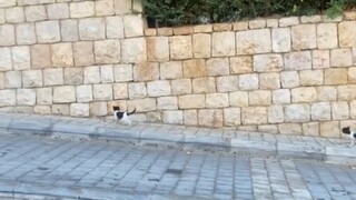 三只小猫咪的灰家路～