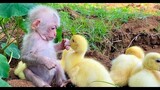 Tình bạn giữa Khỉ và gà, vịt, chó, mèo cực dễ thương - HN Channel