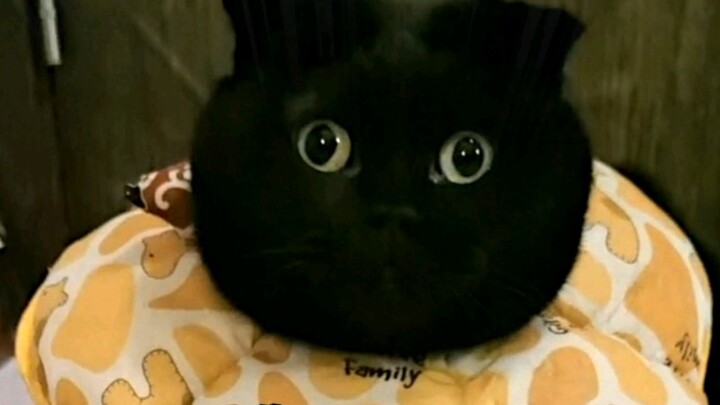 أخيرًا عرفت ما الذي يدور في رأس هذا الشخص السيئ خلال العيد الكبير!