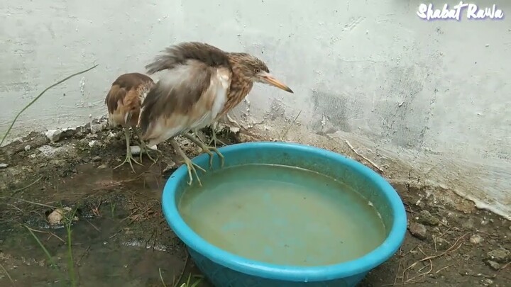 KABAR TERBARU BURUNG BELEKOK SAWAH TERYATA SUDAH MULAI BESAR DAN JINAK