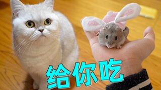 Hamster liar bertambah gemuk menjadi bulat dalam 3 bulan, satu pun baju baru tidak muat dipakai