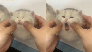 小奶猫不就是用来rua的吗 (=・ω・=)