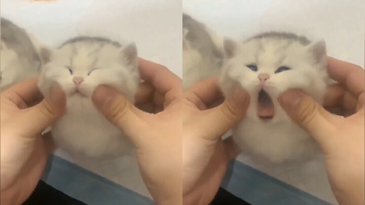 小奶猫不就是用来rua的吗 (=・ω・=)