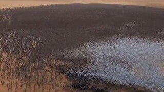 Siapa yang bisa memenangkan antara 25 ayam dan 2 juta zombie?