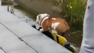 [Animal Dubbing] Dog: I drift, capsize, and dive. How should you respond?