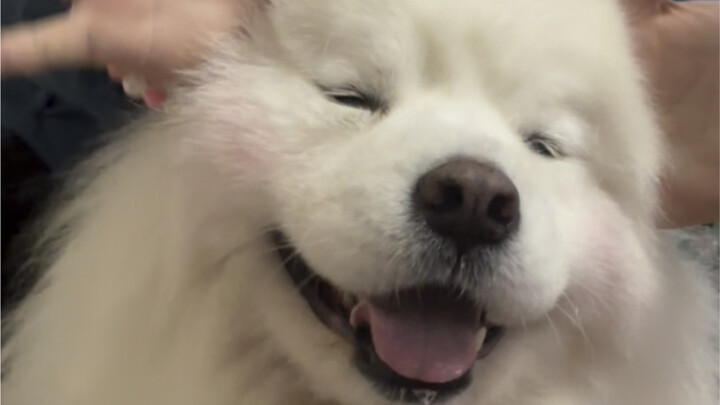 Samoyed: Tôi không muốn nở hoa