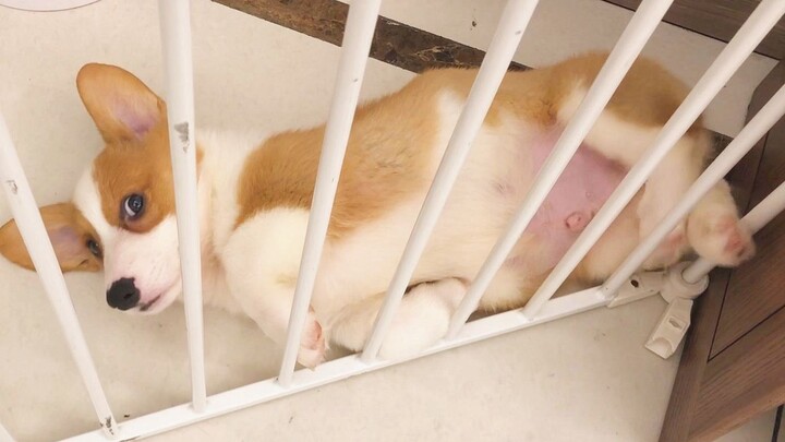 【Gakuzi Jun】Si tukang bersihin kotoran yang udah punya 6 kucing coba pelihara anjing untuk pertama k