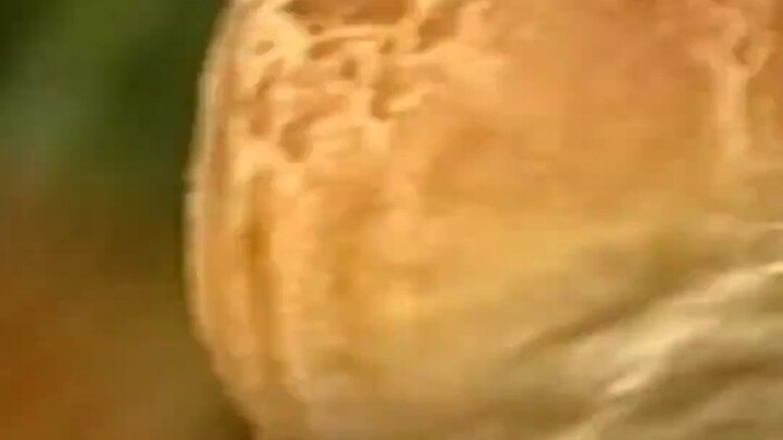 这就是大自然的残酷