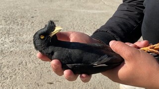 The owner said: This bird is sick. Erlu said: I just have a regular life.