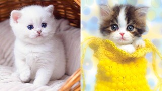 Baby Cats - Cute and Funny Cat Videos Compilation #29 | Aww Animals