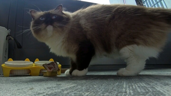 fat cat eats breakfast