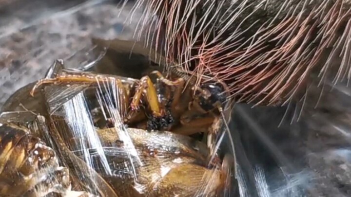 [Tarantula] Roach: I'm Going to Die!