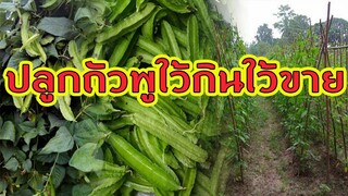 การปลูกถัวพูใว้กินเอง | หรือใว้ขายเพื่อสร้างรายได้ |