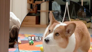 When I pretended to drop food on the floor, here's how my dog reacted
