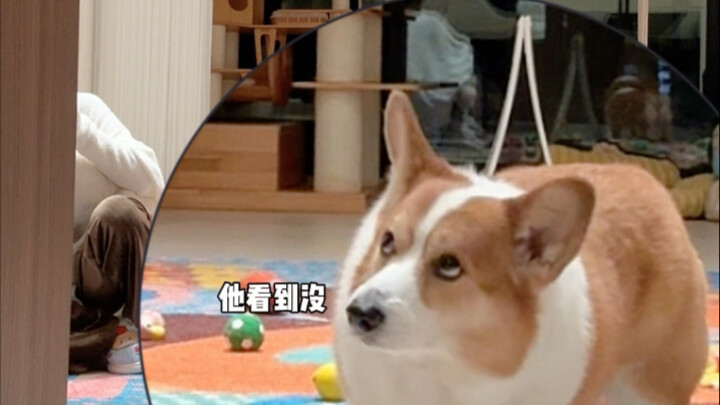 当我假装掉了吃的在地上 我的小狗的反应