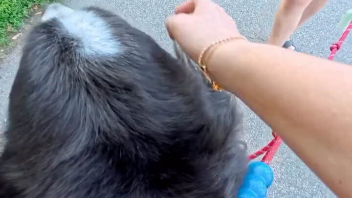 Di New York, aku bisa membelai anjing Bernese Mountain yang sangat besar—kamu itu seperti beruang ti
