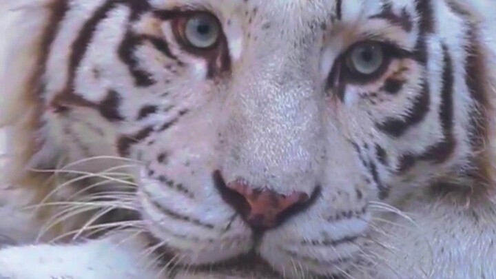 White Tiger Xiaonao and his older brother Dabai, the Nian siblings of the tiger clan