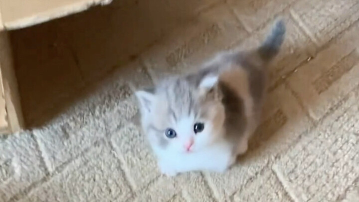 วิธีการเด็ดขาด แมวน้อยน่ารักมากเลย