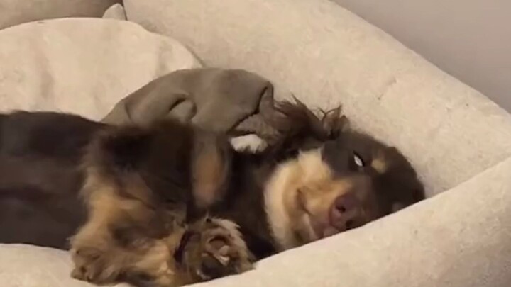 Nơi nào có chú cún đi qua, nơi đó đều thành giường! Thật ghen tị với chất lượng giấc ngủ của chó con