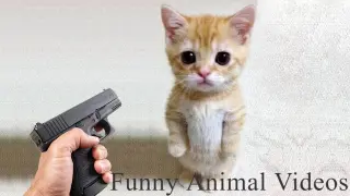 Funny animals - Funny cats & dogs - Funny animal videos