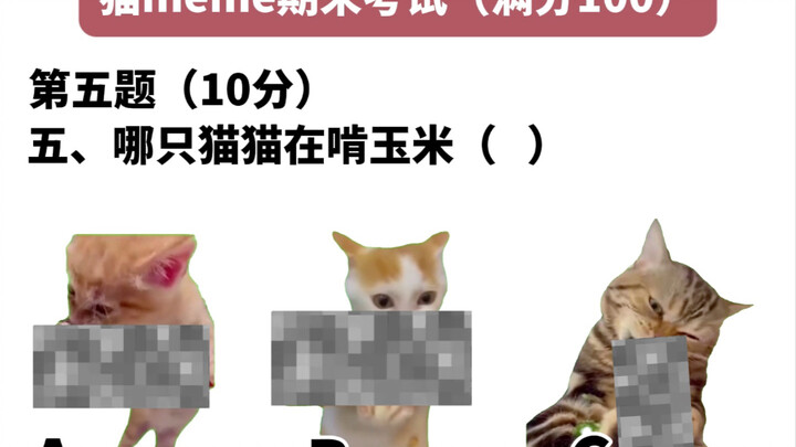 Cat Meme Final Exam (Pro Student Edition): Are You the 100-Point Pro?