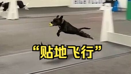 ฉันไม่ค่อยใช้คำว่า “ห้าวหาญ” บรรยายหมาสักตัว แต่ว่า...