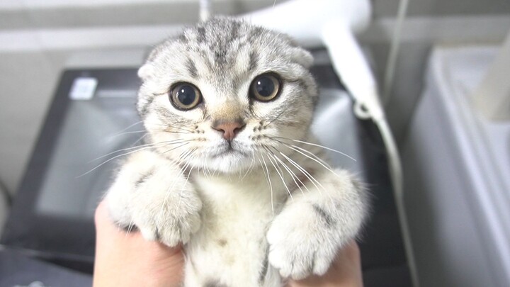 เหนื่อยแทบตายอาบน้ำให้หมาแมว กลับโดนเจ้าของใจดีแต่ไร้สมองมองด้วยสายตาดูถูก