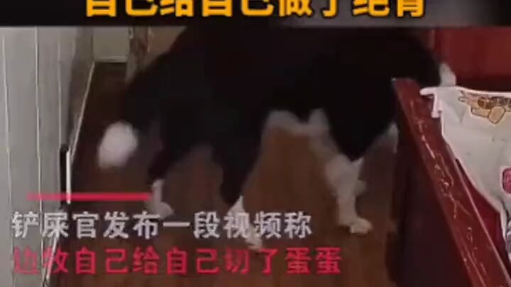 Anak anjing itu langsung mensterilkan dirinya sendiri! Aku benar-benar nggak tahan, aku sampai nangi