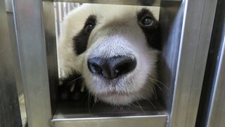 【J-Panda】26岁的大熊猫宝宝、锻炼课时的样子！！期盼早日恢复健康！旅日大熊猫爽爽2021.12.30