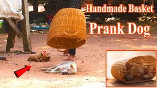 Handmade Basket Prank Dog so Funny Try Not to Laugh  2021