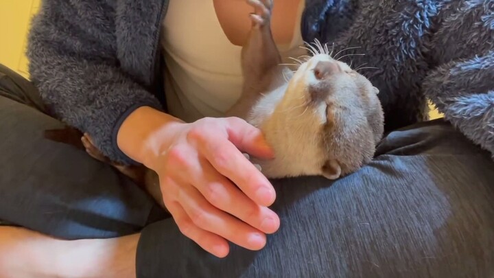 What happens when you smell a otter? So cute! [Little Sakura & Little Rice Cake]