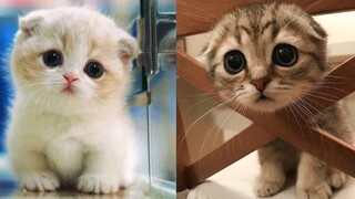 Baby Cats - รวมวิดีโอแมวน่ารักและตลก 8 Aww สัตว์