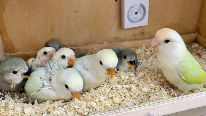 Ibu burung memandang sekelompok anak durhaka dengan wajah penuh kasih.